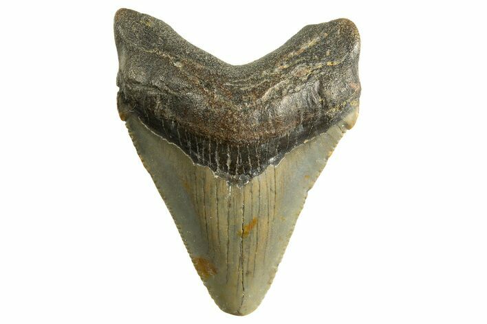 Serrated, Juvenile Megalodon Tooth - North Carolina #344338
